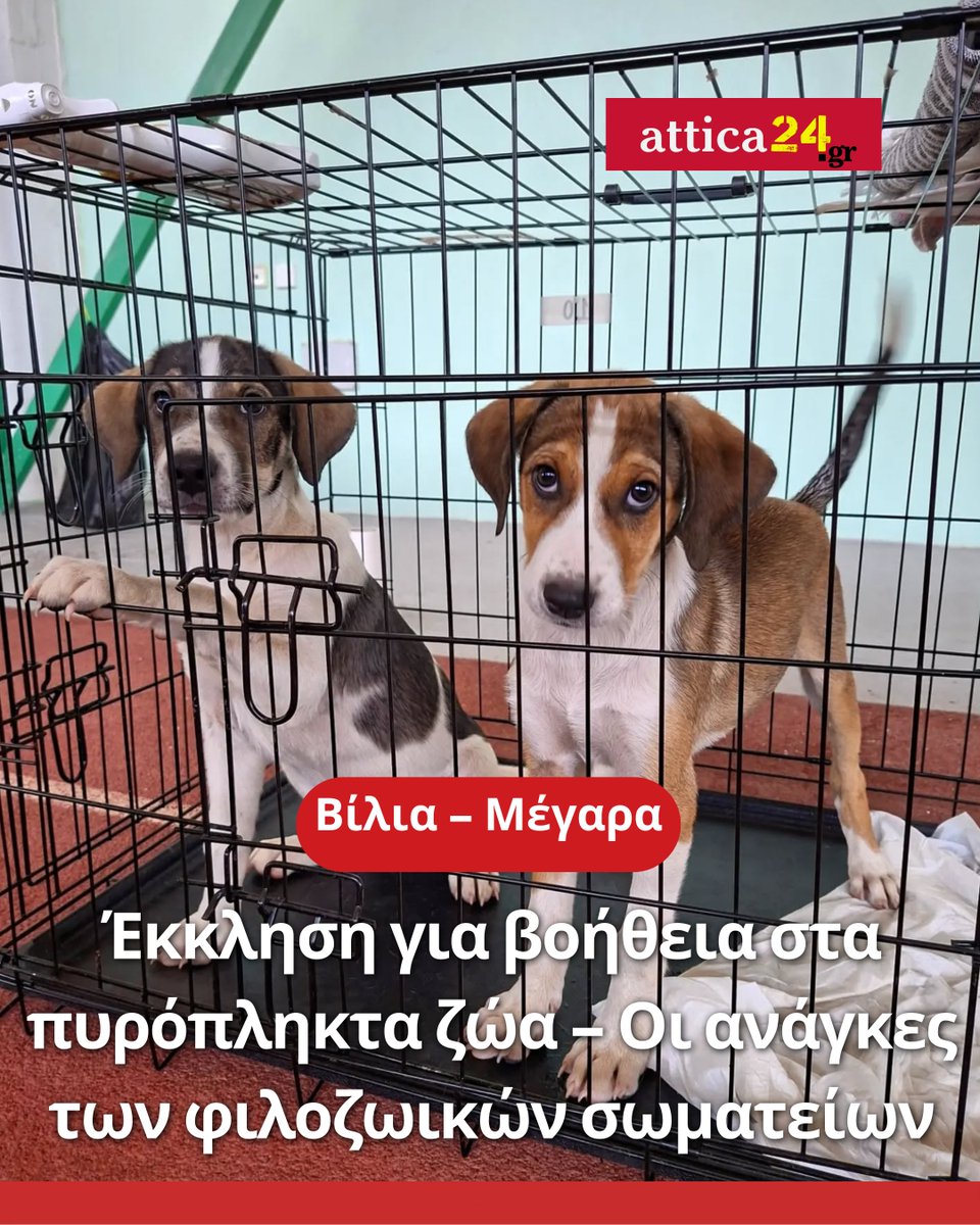 attica24gr's tweet photo. 🔴 Πυρκαγιά σε Βίλια και Μέγαρα: Έκκληση για βοήθεια στα πυρόπληκτα ζώα – Τι χρειάζονται τα φιλοζωικά σωματεία

🐾 Σε εξέλιξη η συγκέντρωση ειδών πρώτης ανάγκης για τα ζώα που διασώζονται από τις καταστροφικές πυρκαγιές

🙏 Πώς και πού μπορείτε να βοηθήσετε - Διαβάστε περισσότερα εδώ: https://t.co/uVHUSnMpEA

#ζώα #animals #φωτιά #φωτιές #πυρκαγιά #πυρκαγιές #Βίλια #Μέγαρα #Αλεποχώρι #Ψάθα #ΠόρτοΓερμενό #ΔυτικήΑττική #Ελλάδα #Greece #fires #attica24gr