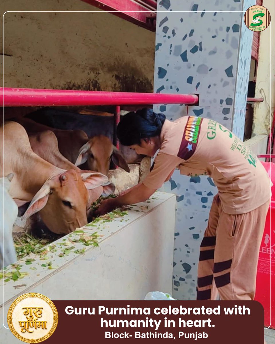 GreenSwelfares's tweet photo. Guru Purnima becomes truly meaningful when devotion is expressed through kindness towards every living being.

Inspired by the teachings of Saint Dr. Gurmeet Ram Rahim Singh Ji Insan, volunteers served green fodder to cows at a Gaushala. This compassionate act reflects the beautiful message that voiceless animals also deserve our love, food and care.

#GuruPurnima #GauSeva #AnimalWelfare #FeedAnimals #CareForAnimals #ServingEveryLife