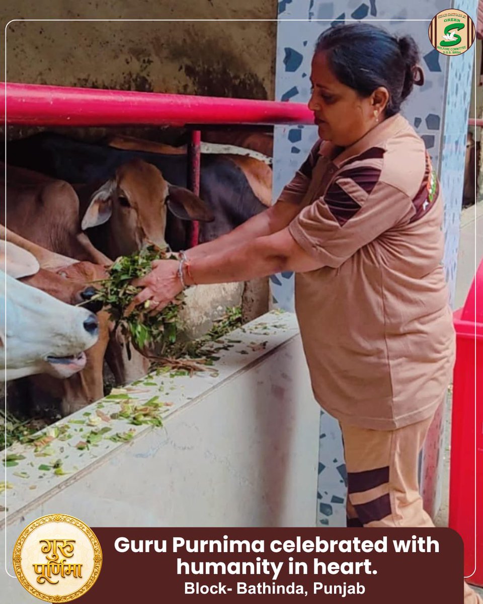 GreenSwelfares's tweet photo. Guru Purnima becomes truly meaningful when devotion is expressed through kindness towards every living being.

Inspired by the teachings of Saint Dr. Gurmeet Ram Rahim Singh Ji Insan, volunteers served green fodder to cows at a Gaushala. This compassionate act reflects the beautiful message that voiceless animals also deserve our love, food and care.

#GuruPurnima #GauSeva #AnimalWelfare #FeedAnimals #CareForAnimals #ServingEveryLife