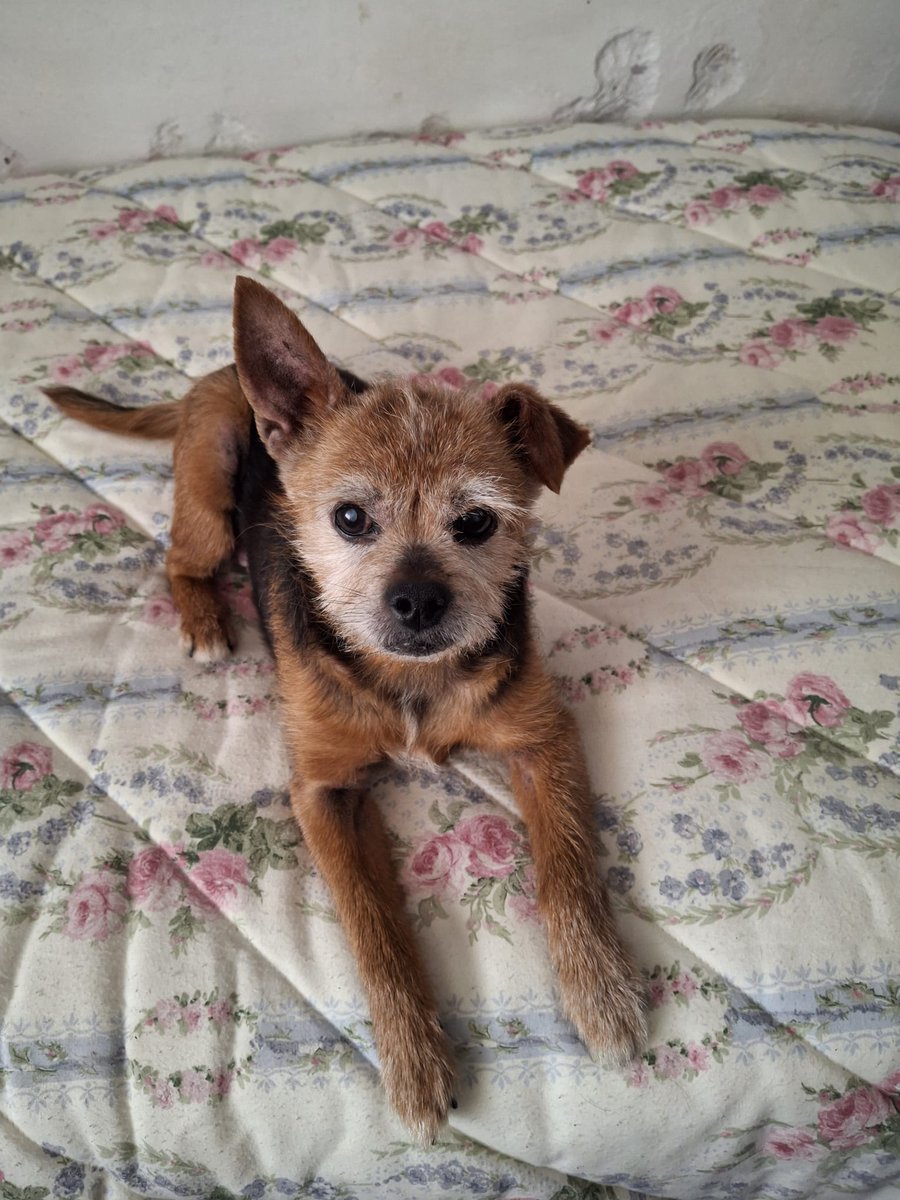 ArcadelTorcal's tweet photo. TAYSON es un cruce de Yorkshire de 12 años,  con chip, vacunas al día y castrado, que está en #Antequera y que por razones personales su dueño no tiene más remedio que buscarle una nueva familia.
CONTACTO: Arca del Torcal móvil 637 17 60 58 (WhatsApp). https://t.co/0shcTh1PAp