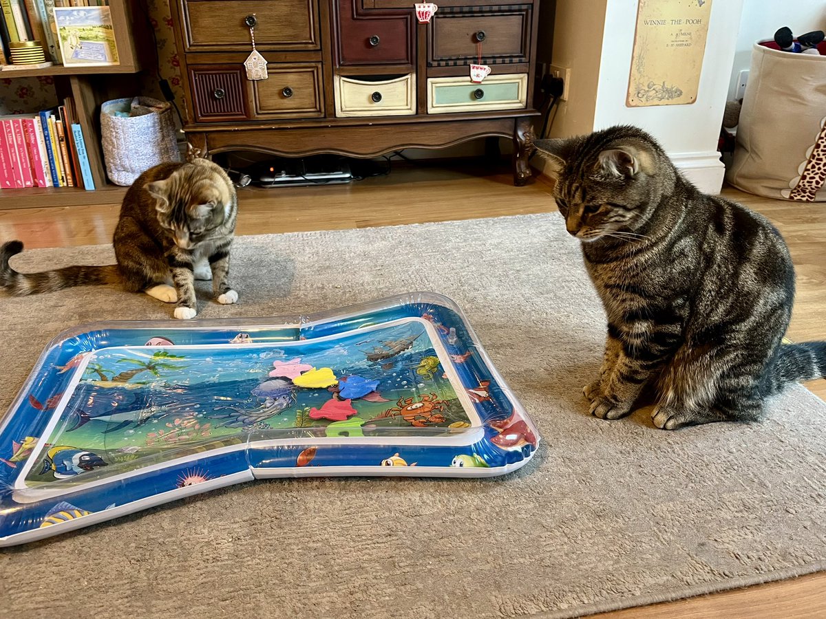 Malcolm_theCat's tweet photo. Friends! We received a lovely gift from our dear friend @dianepatching We are so lucky! Mum says it’s a Special Game and she put water inside it! 💦 
We are all a bit suspicious! I’ll let you know how we get on! 💧 https://t.co/m2m5szHVO4