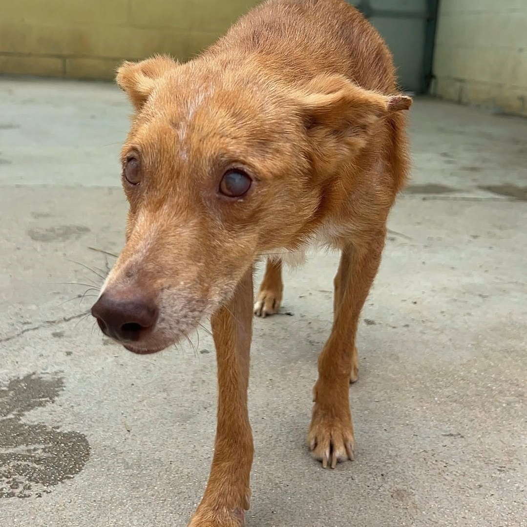 SosAbuelos1's tweet photo. Solo #MÁLAGA
#DOBBY tiene 9 años. Es... "lo que queda" de un perrito tras martirizarlo cazando...
Se ha ido deteriorando, hasta quedarse #ciego...
Bueno, dulce y listísimo. Con una gran capacidad de adaptación
Ref- 25078
Contacto: Modulog@protectoramalaga.com. https://t.co/dHPnn3VGZI