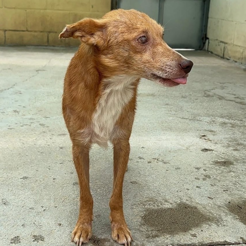 SosAbuelos1's tweet photo. Solo #MÁLAGA
#DOBBY tiene 9 años. Es... "lo que queda" de un perrito tras martirizarlo cazando...
Se ha ido deteriorando, hasta quedarse #ciego...
Bueno, dulce y listísimo. Con una gran capacidad de adaptación
Ref- 25078
Contacto: Modulog@protectoramalaga.com. https://t.co/dHPnn3VGZI