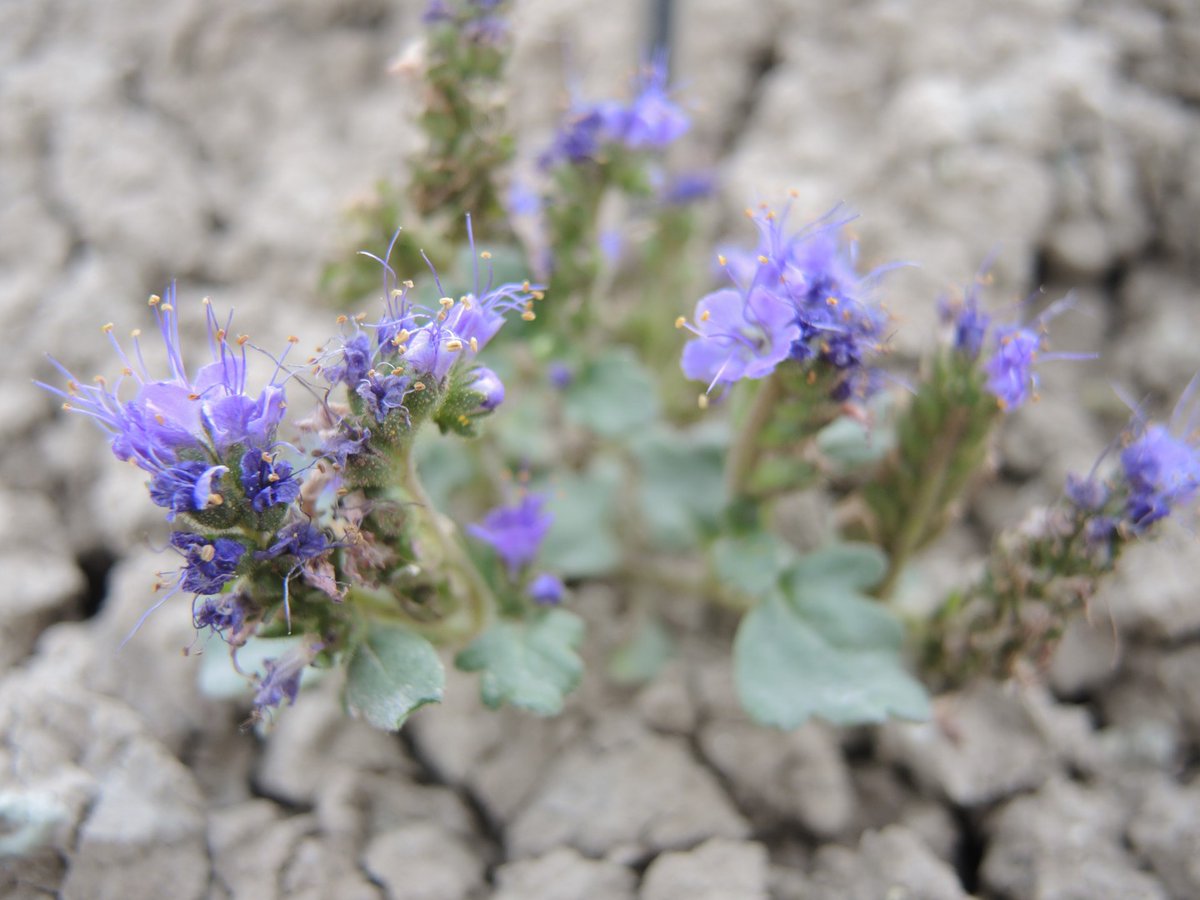 CPCplants's tweet photo. Have you met Troublesome phacelia (Phacelia gina-glennae)? 🌱 This rare beauty is just one of the thousands of imperiled species in CPC's National Collection that would benefit from a #PlantSponsor! 🌱 

🔗 Learn more by visiting https://t.co/8U918TT5Bb

#SavePlantsfromExtinction https://t.co/IK1OFQucXu