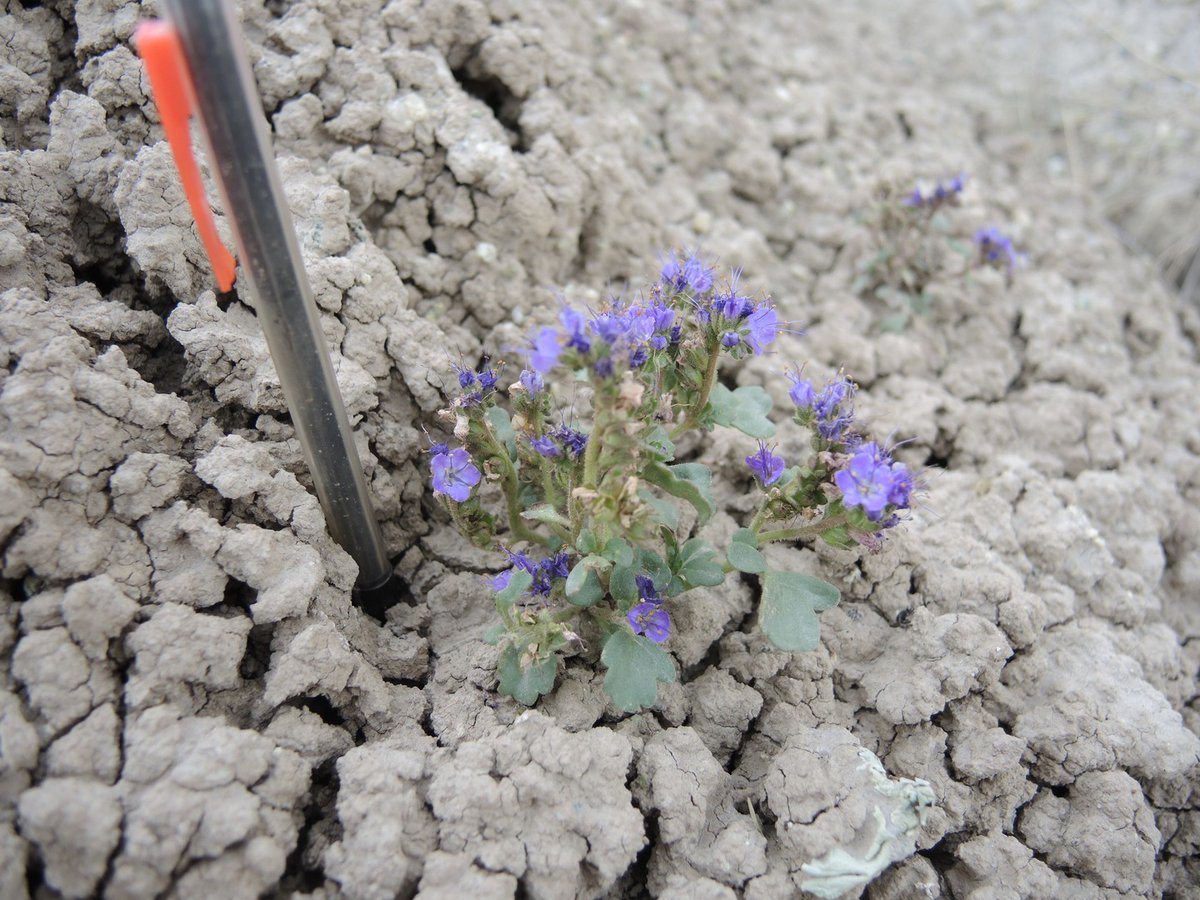 CPCplants's tweet photo. Have you met Troublesome phacelia (Phacelia gina-glennae)? 🌱 This rare beauty is just one of the thousands of imperiled species in CPC's National Collection that would benefit from a #PlantSponsor! 🌱 

🔗 Learn more by visiting https://t.co/8U918TT5Bb

#SavePlantsfromExtinction https://t.co/IK1OFQucXu