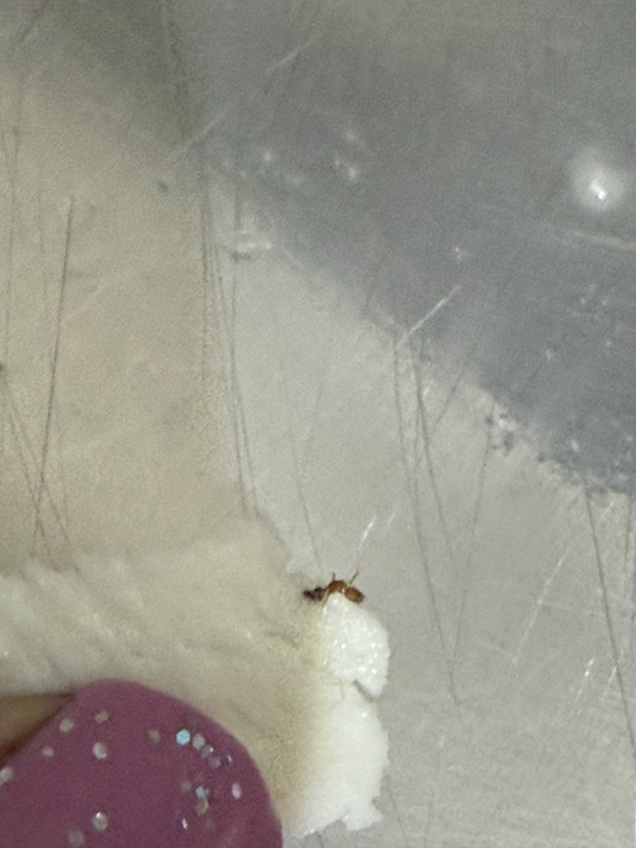 Rahul174388's tweet photo. Found an ant inside a sealed pack of id paneer bought from super market. Extremely concerned about quality control and hygiene standards. Please look into this immediately.
@IDFreshFood @fssaiindia https://t.co/RYklVqzSK3