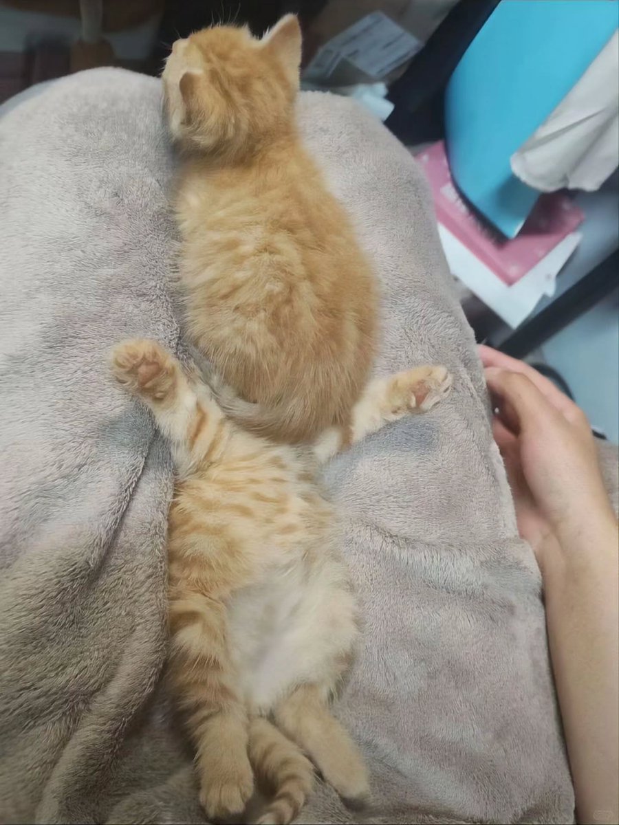 NoCatsNoLife_m's tweet photo. Bro, can you breathe down there? https://t.co/mhX3ZfN7T7