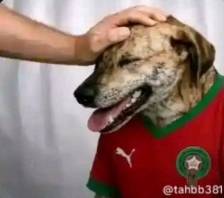 thiierns's tweet photo. @Theflashne @Ecorche_45 Ftg. Ds votre pays sois disant paradisiaque. Vs le fuyez et vs comportez comme des animaux sauvages https://t.co/LftAtyJZkb