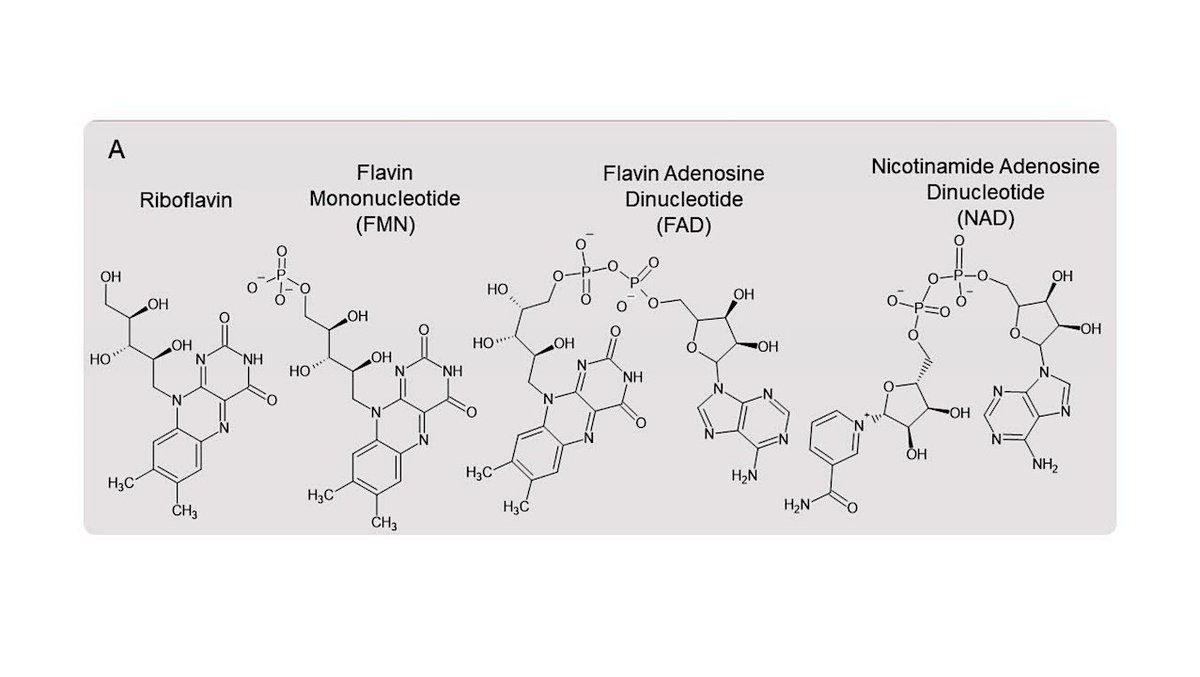 astrobiology's tweet photo. Flavin Cycling Under Prebiotic Conditions: Bidirectional Electron Transfer And Versatility In Nickel and Iron Containing Environments
https://t.co/wicQUcMJ1w #astrobiology #biochemistry #originoflife https://t.co/96s0zNRAkn