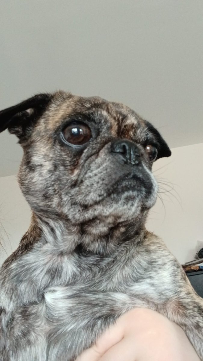 millypod1's tweet photo. 🆘2 AUG 2026 #Lost Oakley #ScanMe
Pug Female
Boxley Village Near Riding Stables #Boxley #Maidstone #Kent Boxley woods , Pilgrims Way #ME14
#M20
https://t.co/khdvADlemG https://t.co/IyIsoVH0Lf
