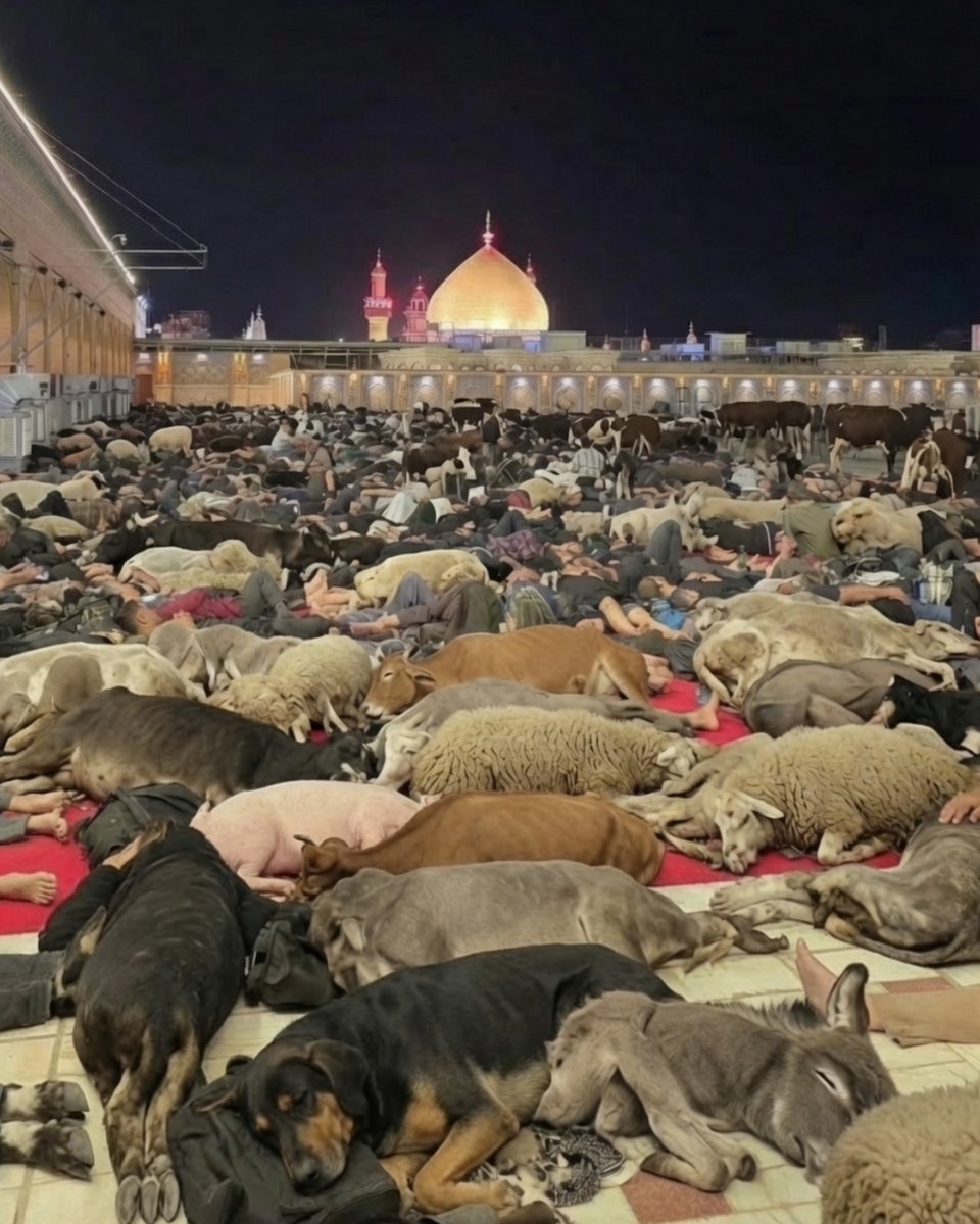 hanih38's tweet photo. طویله‌ی رافضیون https://t.co/hvCSptwUyZ