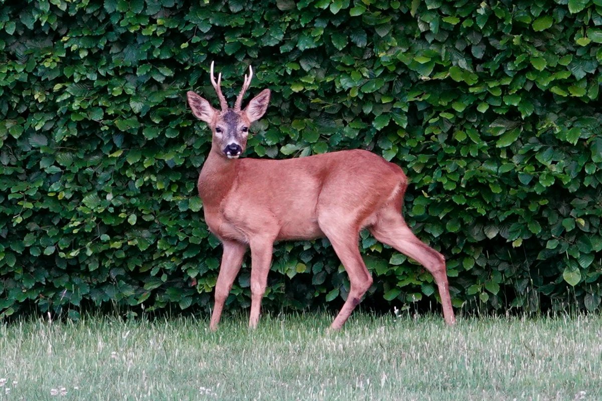AdeysAlthorp's tweet photo. Roe buck on the front lawn @AlthorpHouse
Conservation@althorp.com
#Spencerestates https://t.co/C01uxrB3WW