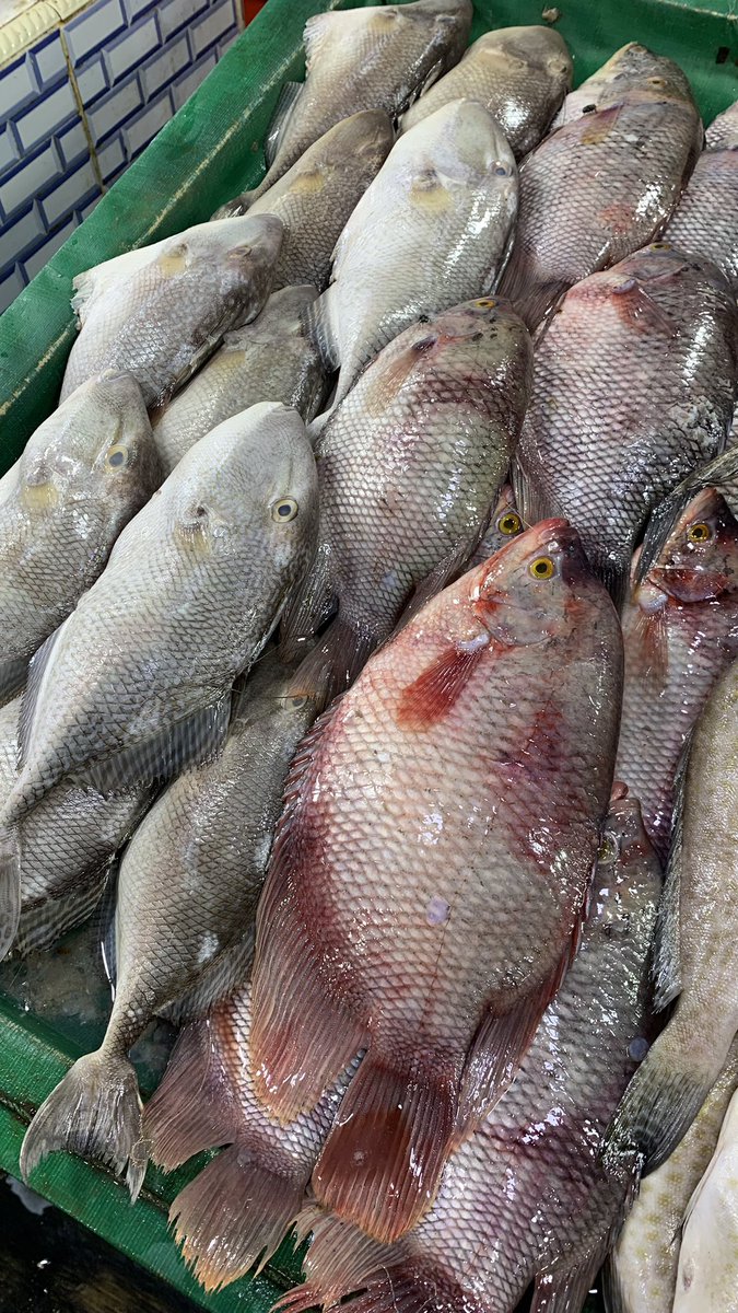 Beefcurrys's tweet photo. ketemu Napoleon Bonaparte di Pasar ikan Muara angke https://t.co/QlshccHZ9l