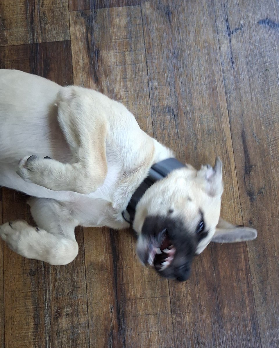 DBrainenstein's tweet photo. @osgamer74 Built a dog run, got a dog, started fencing the yard, Built deck stairs, tripped over dog on stairs and sprained my ankle and knee. Freaking knucklehead. https://t.co/53XWSMoqLK