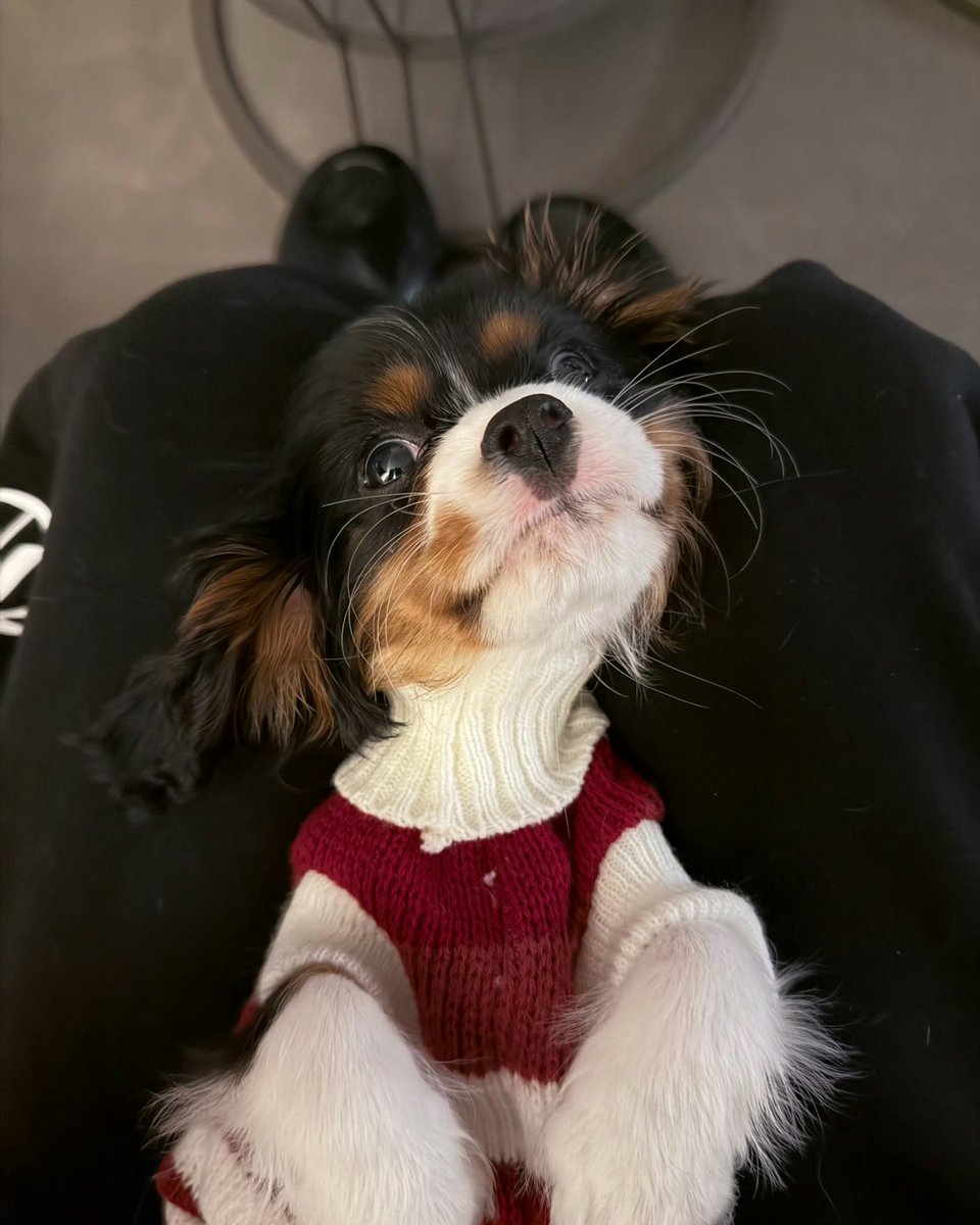 ppppukpui's tweet photo. ประดับทวิต : 
น้องแพทอ่อนโยนมาก ❤️😭

..ย้อนไปตอนแพทรับเลี้ยงนิค นิคยังเป็นหมาเด็กเพิ่งเกิดได้ไม่นาน ตัวเร้กๆ และเพราะแพทถ่ายซีรีย์ติดกัน 3 กอง เจ้านิคเลยเติบโตมาที่เหิงเตี้ยน  พอปิดกล้อง นี่เลยเป็นครั้งแรกที่แพทพานิคขึ้นเครื่องกลับปักกิ่ง 🛫

#แพทริค @patrick_pppat https://t.co/Cb72H577JK