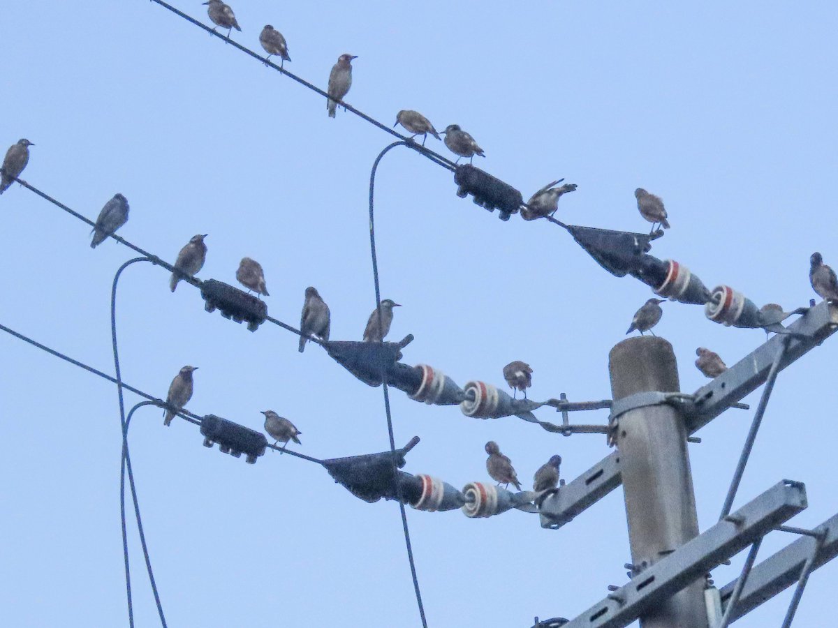 Walking801's tweet photo. 写真日記（8月3日）#川西市 #川西写真散歩
　今日は久し振りにムクドリの群れに出会いました。初めはレンジャク系の鳥かと思いましたが、写真にとって確認するとムクドリでした。昔は右翼電線に群れをなして止まっている事がよくありましたが、最近ではこれほどの群れは見たことがありません。 https://t.co/DG34MecLq3