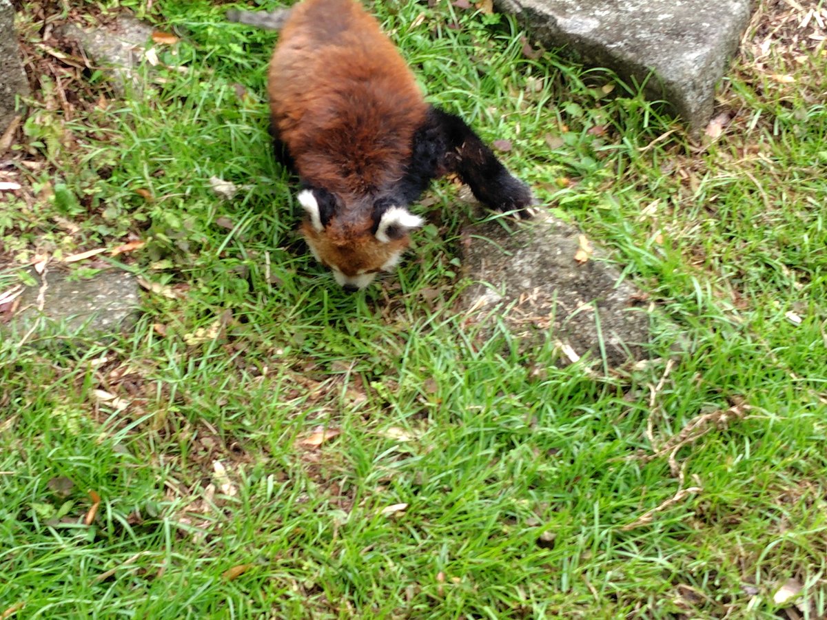 snterias's tweet photo. ライブ観戦の翌日、涼しかったので千葉市動物公園に。
ゴリラやレッサーパンダなど人も少なくて見やすかった。
風太君を始めて見た👀 https://t.co/1R3Xm1ILz2