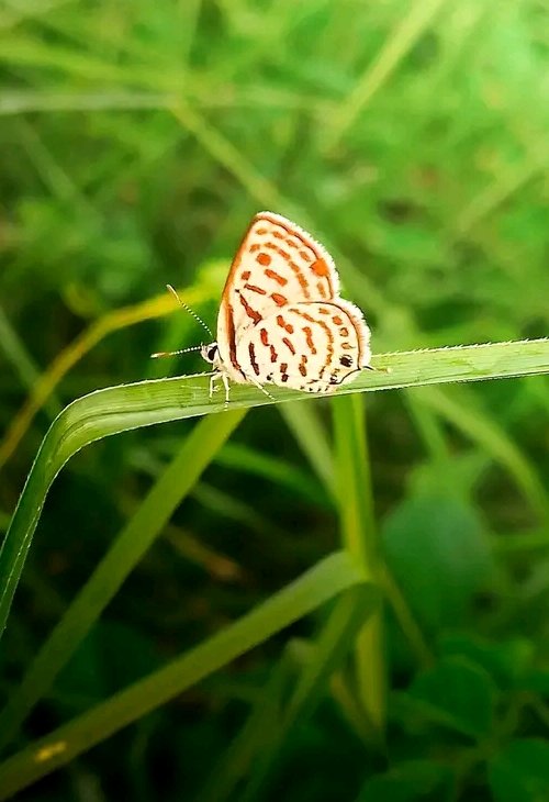 Tasnovame's tweet photo. Butterfly 🌿 https://t.co/h0Jm0GkABQ