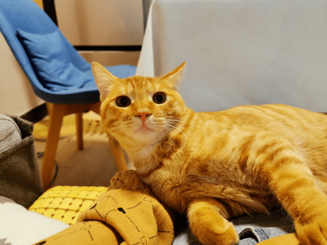 MarshallIn87409's tweet photo. Just found a half-empty glass of juice under the coffee table—today’s tiny win: finally teaching my cat to not play with drinks after I clean up this mess https://t.co/0ElXtIwhyc