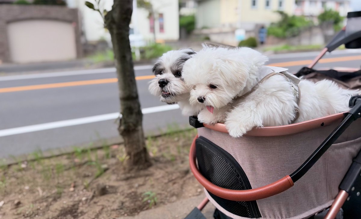 tarou6317goma's tweet photo. ブーーーーン⊂( ･ω･ )⊃
(おもちは初カート🛒) https://t.co/qnPr59scWp