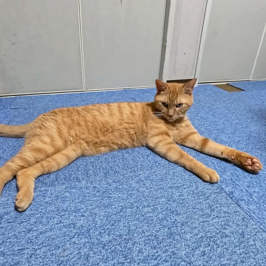 arikaobuk's tweet photo. 我が家の猫たちの肉球🐱
https://t.co/8wIWxz3Ib7
#にゃんこ3きょうだい日記 #Diary_of_3Cats
#猫動画 #ネコ動画 #かわいい #おもしろ #癒し
#猫 #ねこ #保護猫
#茶トラ #gingercat #黒猫 #blackcat #スコティッシュフォールド #scottishfold
#cat #gato #gatto #chat #Katze #кошка #고양이 https://t.co/HQkg55sR55