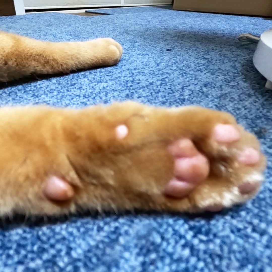 arikaobuk's tweet photo. 我が家の猫たちの肉球🐱
https://t.co/8wIWxz3Ib7
#にゃんこ3きょうだい日記 #Diary_of_3Cats
#猫動画 #ネコ動画 #かわいい #おもしろ #癒し
#猫 #ねこ #保護猫
#茶トラ #gingercat #黒猫 #blackcat #スコティッシュフォールド #scottishfold
#cat #gato #gatto #chat #Katze #кошка #고양이 https://t.co/HQkg55sR55