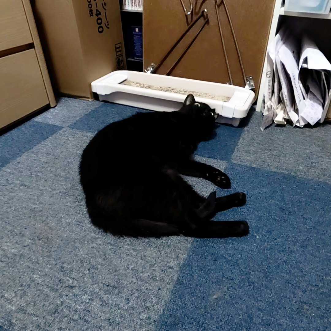arikaobuk's tweet photo. 我が家の猫たちの肉球🐱
https://t.co/8wIWxz3Ib7
#にゃんこ3きょうだい日記 #Diary_of_3Cats
#猫動画 #ネコ動画 #かわいい #おもしろ #癒し
#猫 #ねこ #保護猫
#茶トラ #gingercat #黒猫 #blackcat #スコティッシュフォールド #scottishfold
#cat #gato #gatto #chat #Katze #кошка #고양이 https://t.co/HQkg55sR55