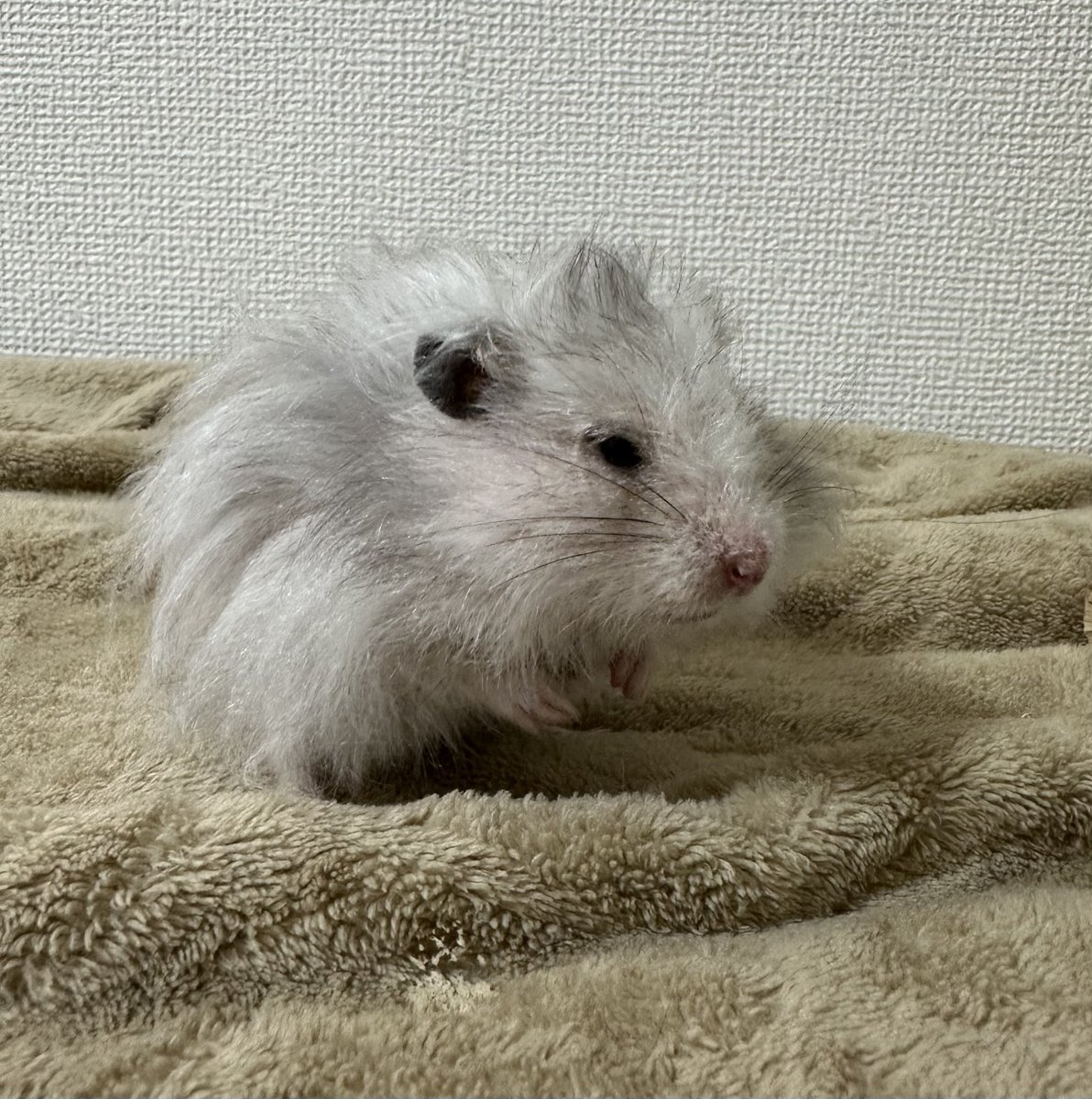 hamu_guuu's tweet photo. スイカ食べた🍉 https://t.co/IcUnqyZI99