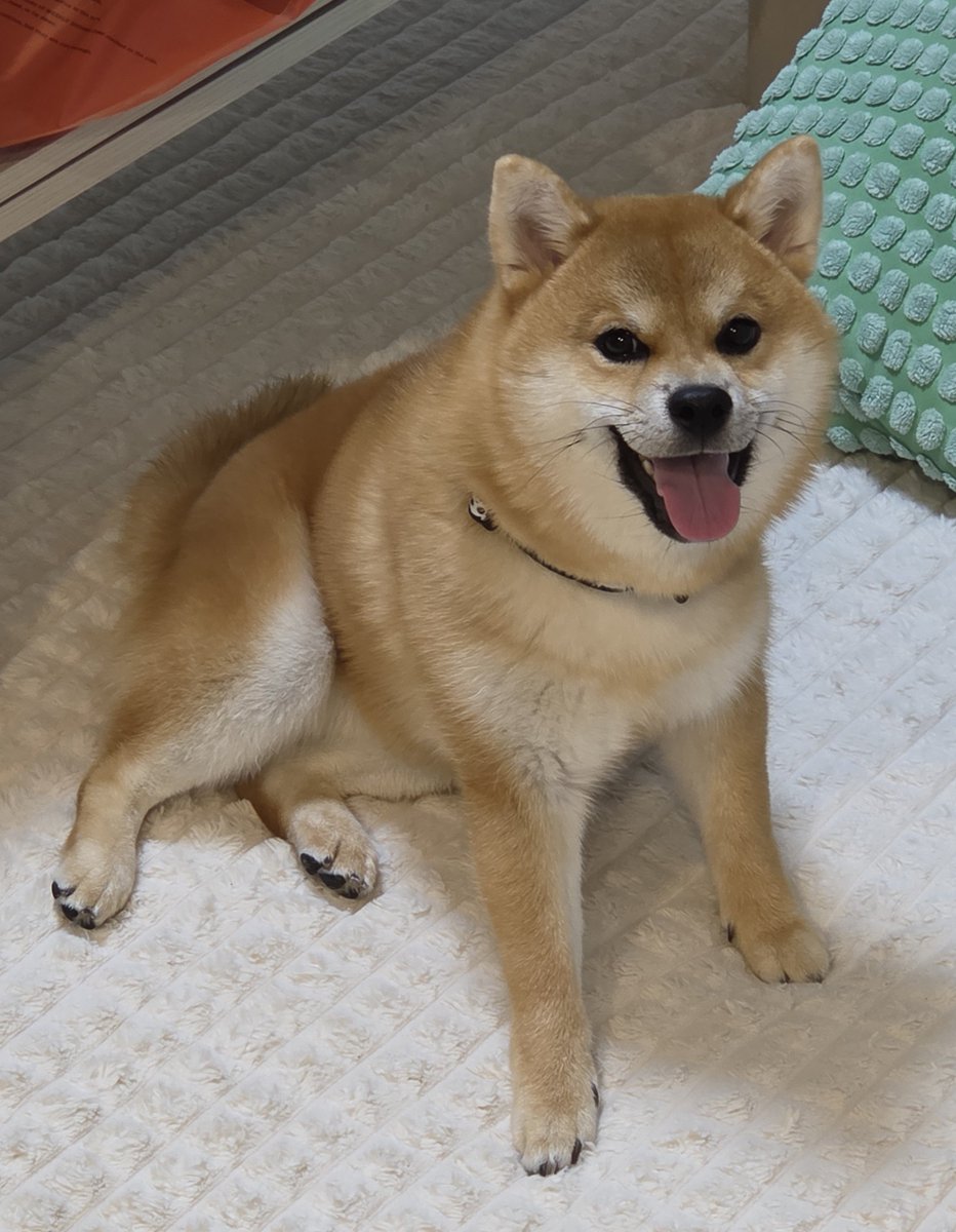 ponzu_mlb's tweet photo. うちの子、今日も世界一かわいい。
しかも、もっちりしてる。
#柴犬 https://t.co/49UNlXXGYK