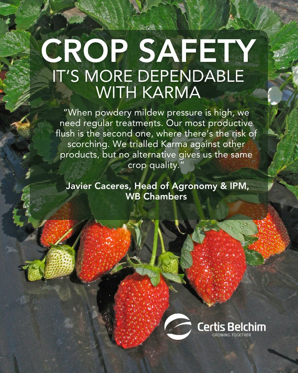 certis_belchim's tweet photo. 🍓 Crop quality starts with crop safety.
Karma® provides effective powdery mildew control while supporting crop safety in strawberry production.
✔️ Built-in adjuvants
✔️ No extra wetters required
✔️ Supports quality fruit production
#Strawberries #PowderyMildew #CropProtection https://t.co/lVuRaWO8m0