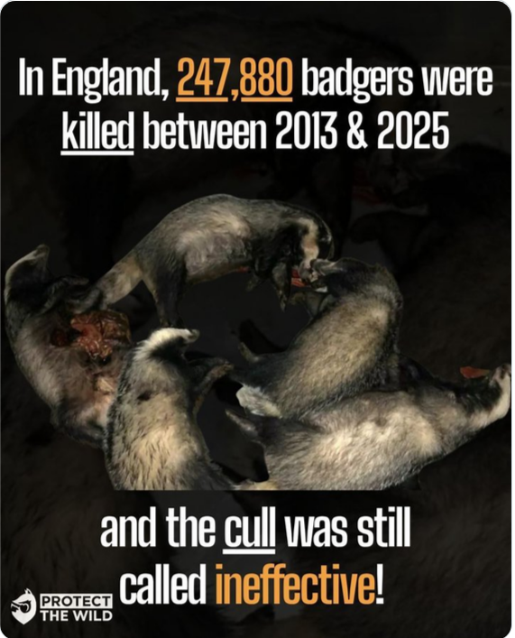 AmeleaTeckel's tweet photo. Will most farmers ever have the #MondayMotivation to #stopthecull PERMANENTLY in the UK?
Or do they prefer to keep drowning in their unjustifiable hatred of these ancient #animals as b🐄TB continues?
Not good news for cattle or #wildlife #thismorning.
#badgermonday🦡#stopthecull https://t.co/WAG8z0fZyy