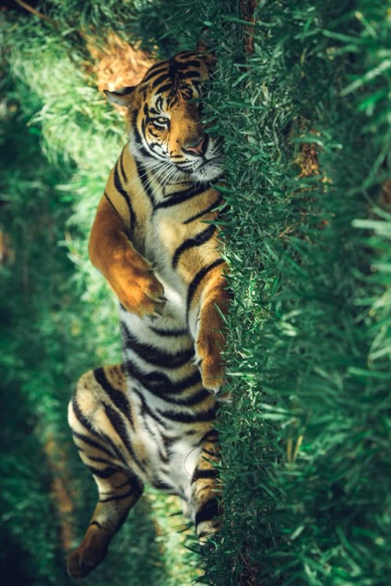 CreamyTigers2's tweet photo. morning guys https://t.co/ptHwwDGFgi
