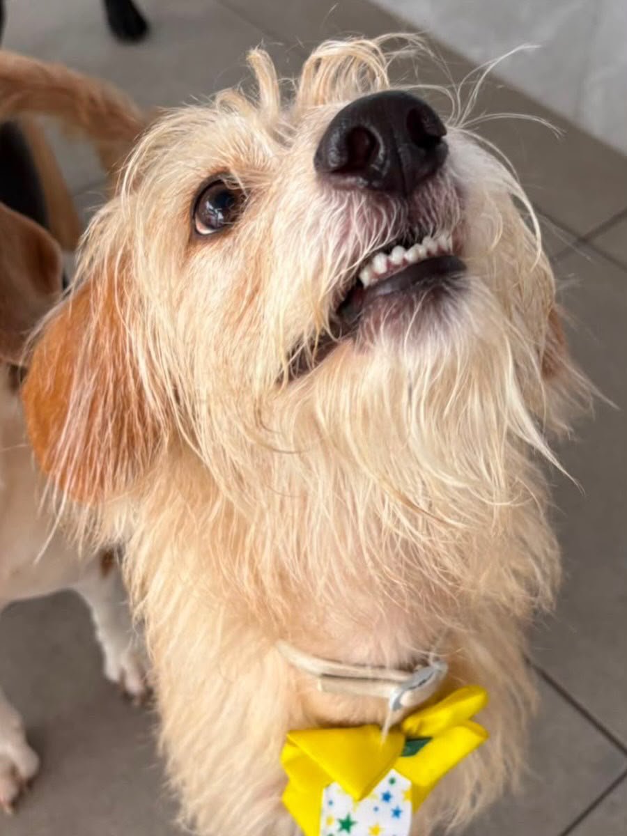 thaiannax's tweet photo. RIO DE JANEIRO 🚨🚨🚨

🚨 THEO PRECISA VOLTAR PARA CASA! 🐶💔
Peço a ajuda de todos para compartilhar essa publicação. O Theo está desaparecido desde o dia 29/07, após fugir por causa da ventania, na região de Moqueta, Nova Iguaçu - RJ.

Ele não é apenas um cachorro. É um membro da família, criado com muito amor desde que tinha apenas 36 dias de vida. Quem convive com um animal sabe o vazio e o desespero que é não saber onde ele está.

🐾 Nome: Theo
🐾 SRD (fiapo de manga)
🐾 Pesa aproximadamente 9 kg
🐾 Usava uma coleira branca contra pulgas e carrapatos
🐾 Sofre de ansiedade de separação e é extremamente apegado à família.

💰 Recompensa de R$ 1.000,00 para informações que levem ao seu retorno.

📞 Contato 1: (21) 97043-4457
📞 Contato 2: (21) 97477-0326

Mesmo que você não tenha visto o Theo, compartilhar esta publicação pode fazer toda a diferença. Ele pode estar com alguém que ainda não viu os anúncios.

Theo, sua família está te esperando. Volte para casa. 🙏🐾💛