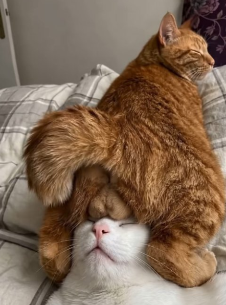 Crumb Cat tweet media