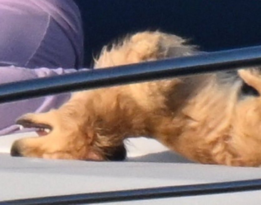 TinoCLeclerc's tweet photo. te quiero mucho leo leclerc, como vas a tomar sol así arriba de un yate genio de mierda? https://t.co/DnMtCbOMLy