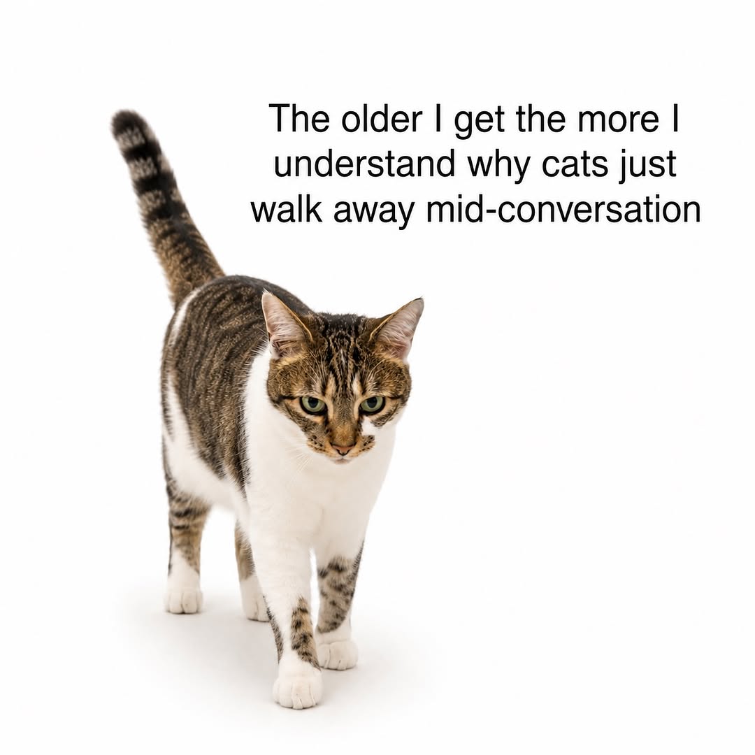 catwithaura's tweet photo. https://t.co/EVl0evancV