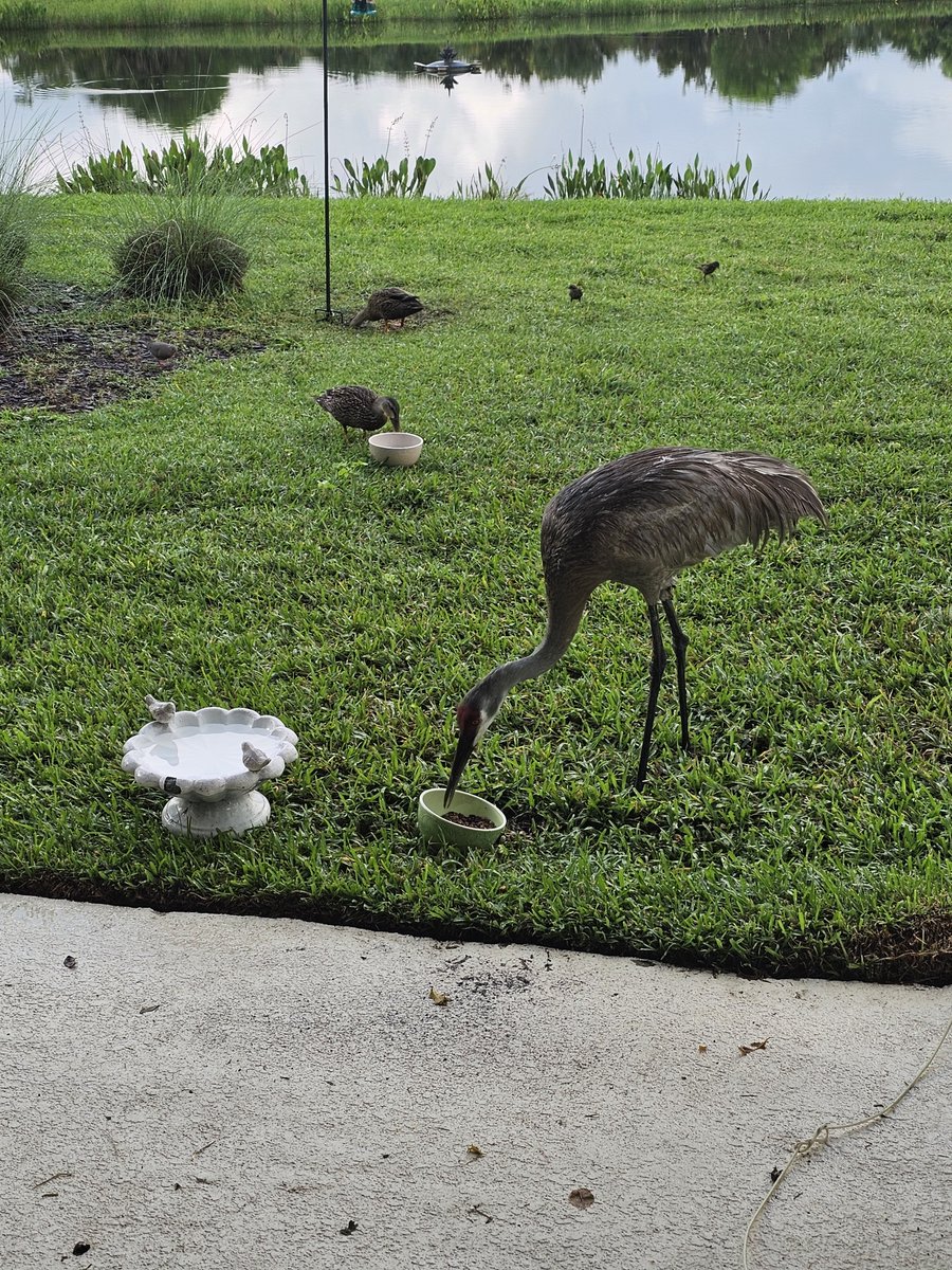lealeanna's tweet photo. Long story short, my #Cupid has a backwards broken leg from a rogue fishing line 🎣. Did a ton of research and started giving him daily doses of medical-grade avian supplements...and after one day it's beginning to work! He is getting his strength back already!🦩 https://t.co/ZsqGsv3Qgb