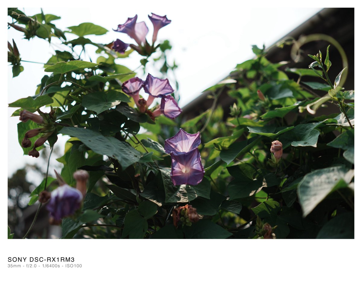 tandelty's tweet photo. 🌸

#RX1RIII #RX1RM3 https://t.co/IOwCDqlupA