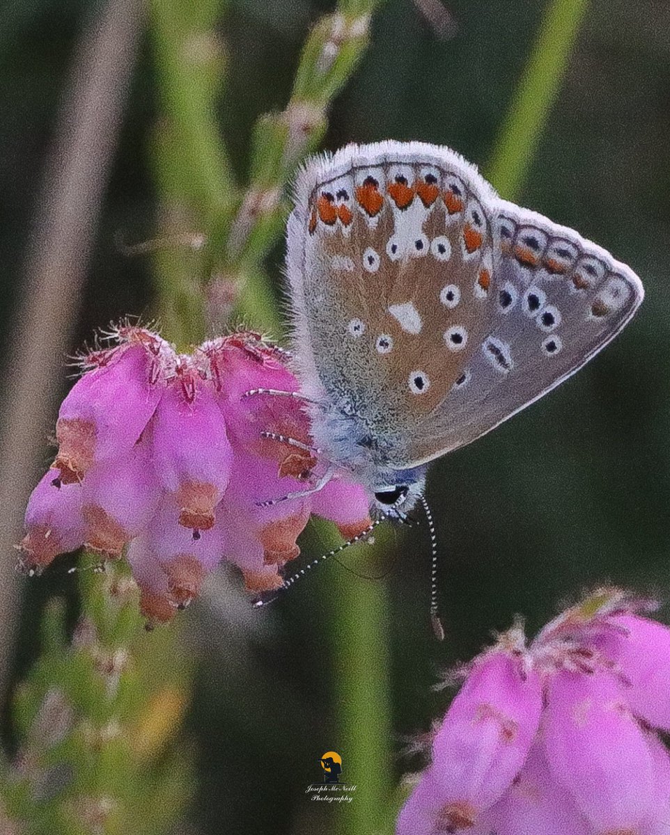 joemcneillphoto's tweet photo. Delighted with these Male Common Blue. Last side shot a female on Saturday at Greer's Quay Omeath Co Louth.
#commonblue #commonbluebutterfly #butterfly #macro #insect https://t.co/YSza4Jy23G