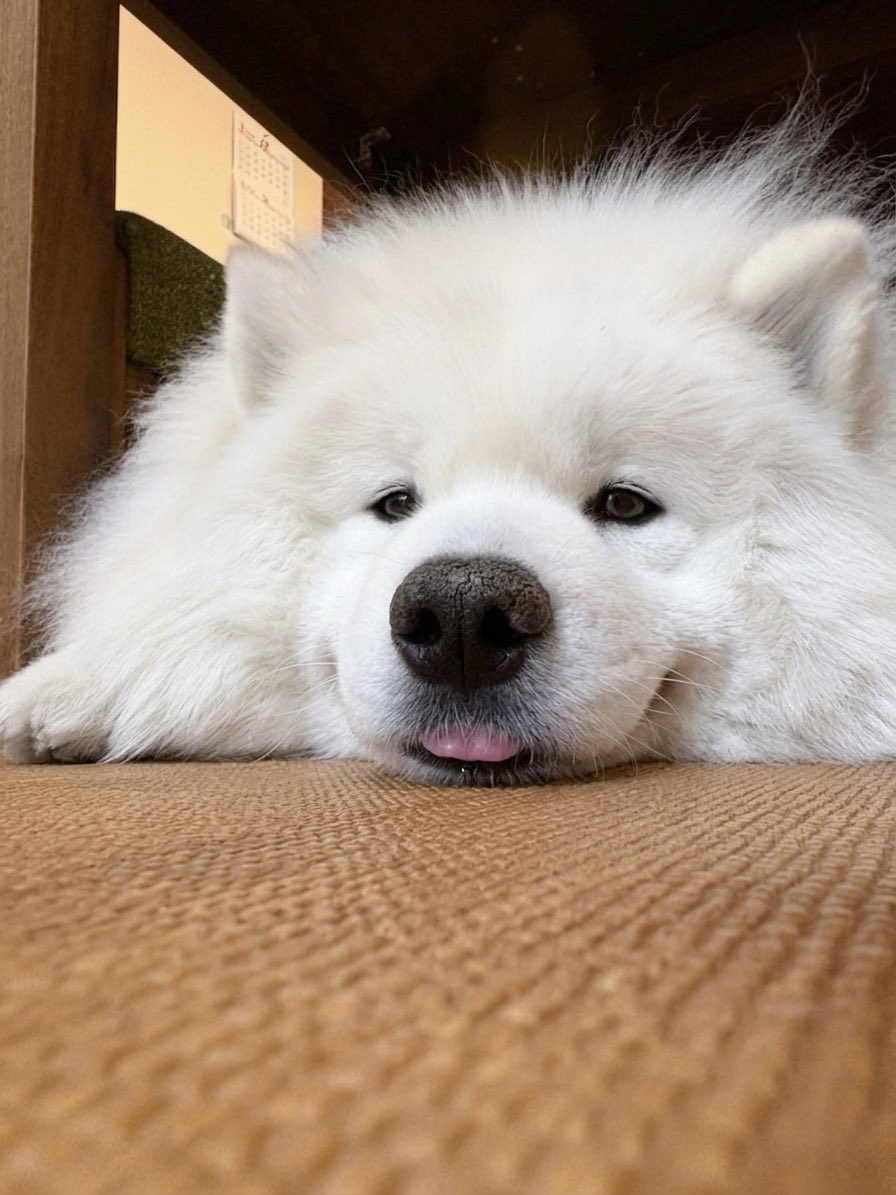 samoyedsunny's tweet photo. 今日も一日お疲れ様でした👅 https://t.co/KbXL0DxcfR