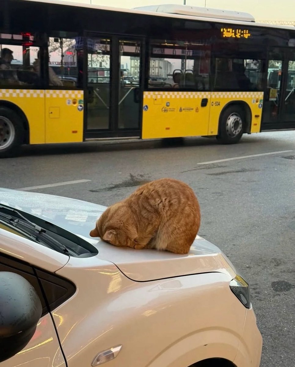 BestOfMeow's tweet photo. https://t.co/l2EZkyqdD8