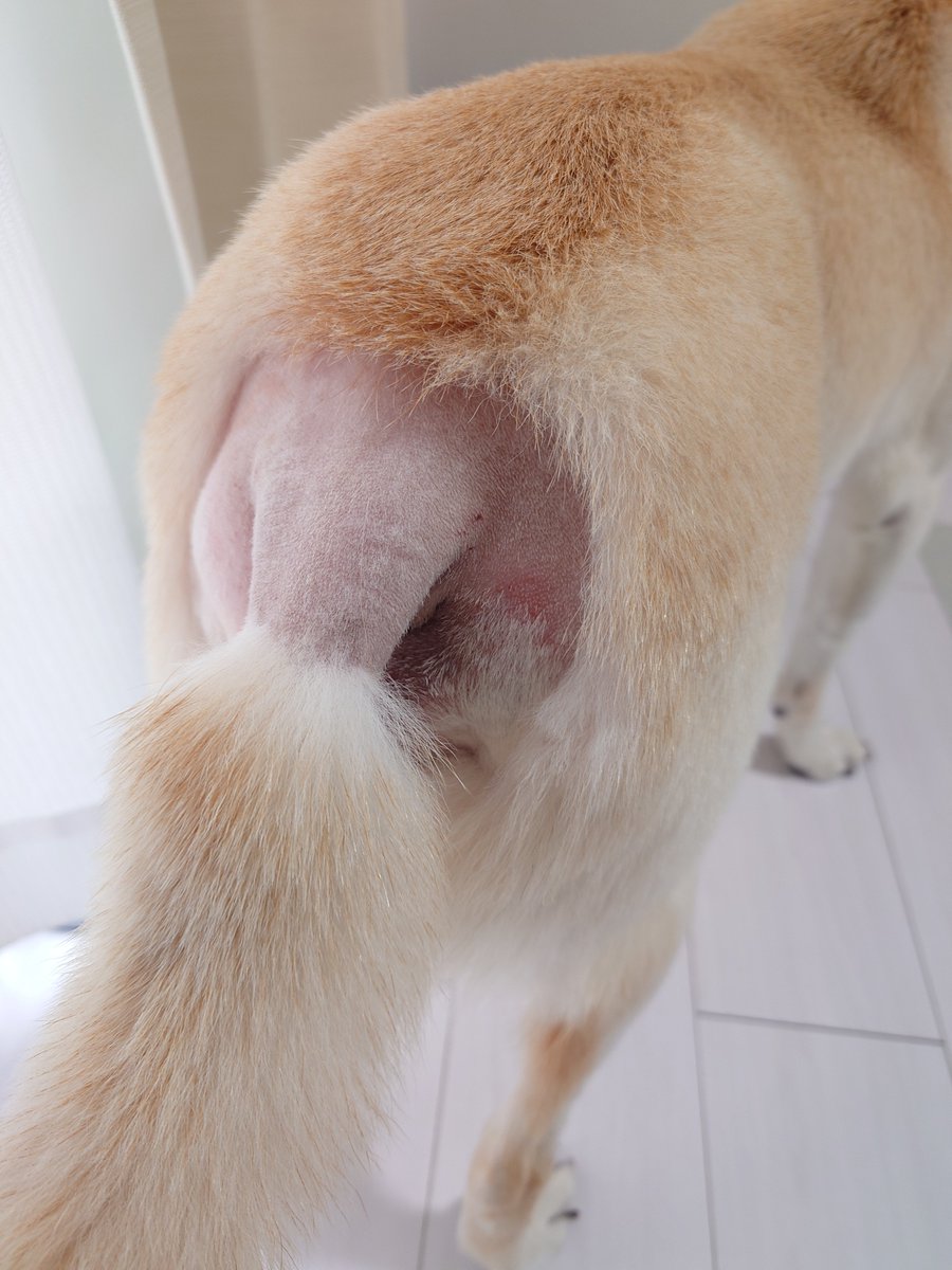 arinko210's tweet photo. 去年受けたアポクリン腺がんの手術から約1年。今の所、普通に元気🐶。最近は暑すぎるので家でダラダラ時間が増えた。お爺ワンコにはこの暑さキツイね😰
＃アポクリン腺がん　＃保護犬　＃雑種犬　＃元保護犬 https://t.co/vRBRJNgCLu