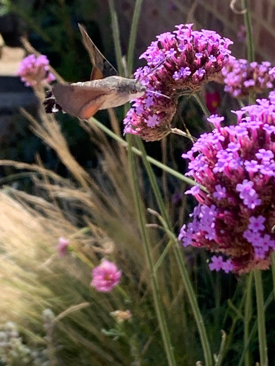 NikkiNhou's tweet photo. @StevenFalk1 I was very pleased to see this beautiful moth in the garden this week https://t.co/YQEjzF22HB
