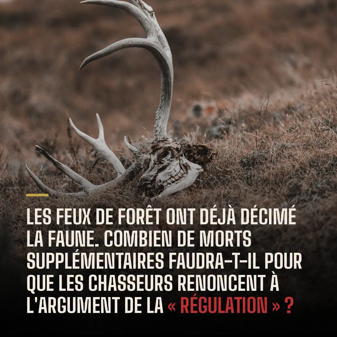 AdeaClaude's tweet photo. Non les chasseurs ne "régulent" pas, ils tuent, ils assassinent, ils assouvissent leur instinct de pervers, ce sont de grands malades qui aiment les animaux morts et n'ont de gueule qu'en groupe avec un fusil.
BOYCOTTONS la chasse 👊👊👊👊 https://t.co/lxnY9wEnkw