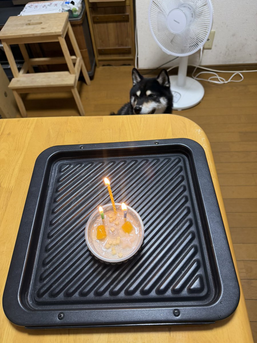 hirochanvnpf's tweet photo. オッさん🐾万を持して⁉️12歳に🐕💢

スーパーでなんと半額🤭🉐‼️犬用豆乳ムースケーキでお祝い😘🎂

長生きしてね❣️😉 https://t.co/vpu0nkPVLS