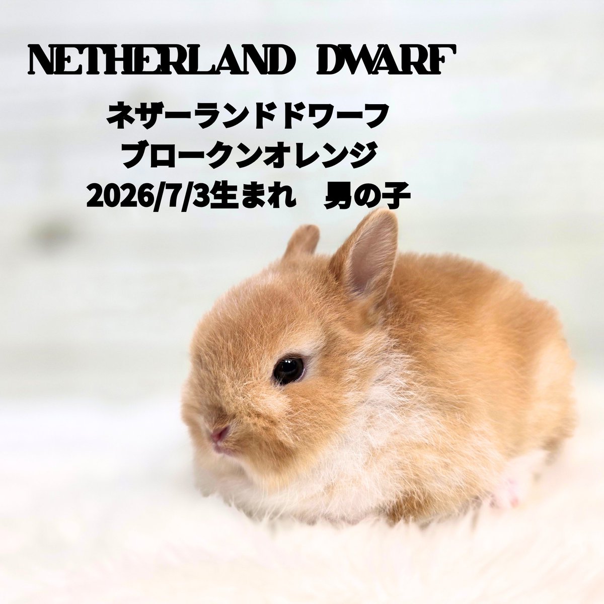 monlapin_rabbit's tweet photo. 4匹の子うさぎが予定通りやってきました！！
ネザーランドドワーフフロスティはすぐに飼い主様が決まりましたよ！
ご成約誠にありがとうございました！！

夏休みということもありたくさんの方がうさぎを見に来られています！
飼育をご検討中の方はぜひご来店ください！夏休みセールも好評実施中です！ https://t.co/4GvLooG1SA