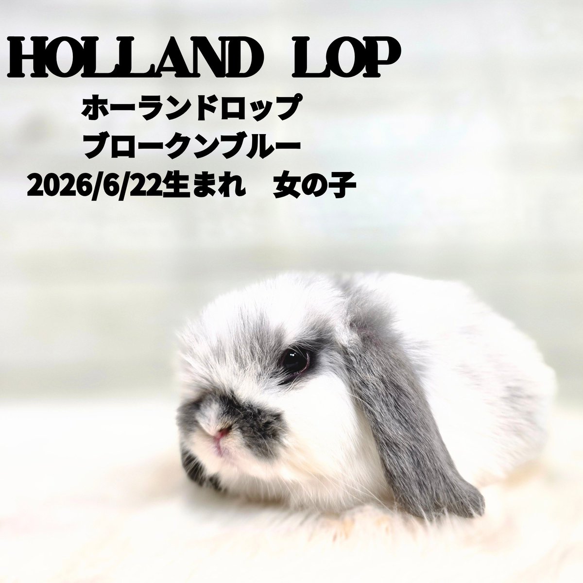 monlapin_rabbit's tweet photo. 4匹の子うさぎが予定通りやってきました！！
ネザーランドドワーフフロスティはすぐに飼い主様が決まりましたよ！
ご成約誠にありがとうございました！！

夏休みということもありたくさんの方がうさぎを見に来られています！
飼育をご検討中の方はぜひご来店ください！夏休みセールも好評実施中です！ https://t.co/4GvLooG1SA