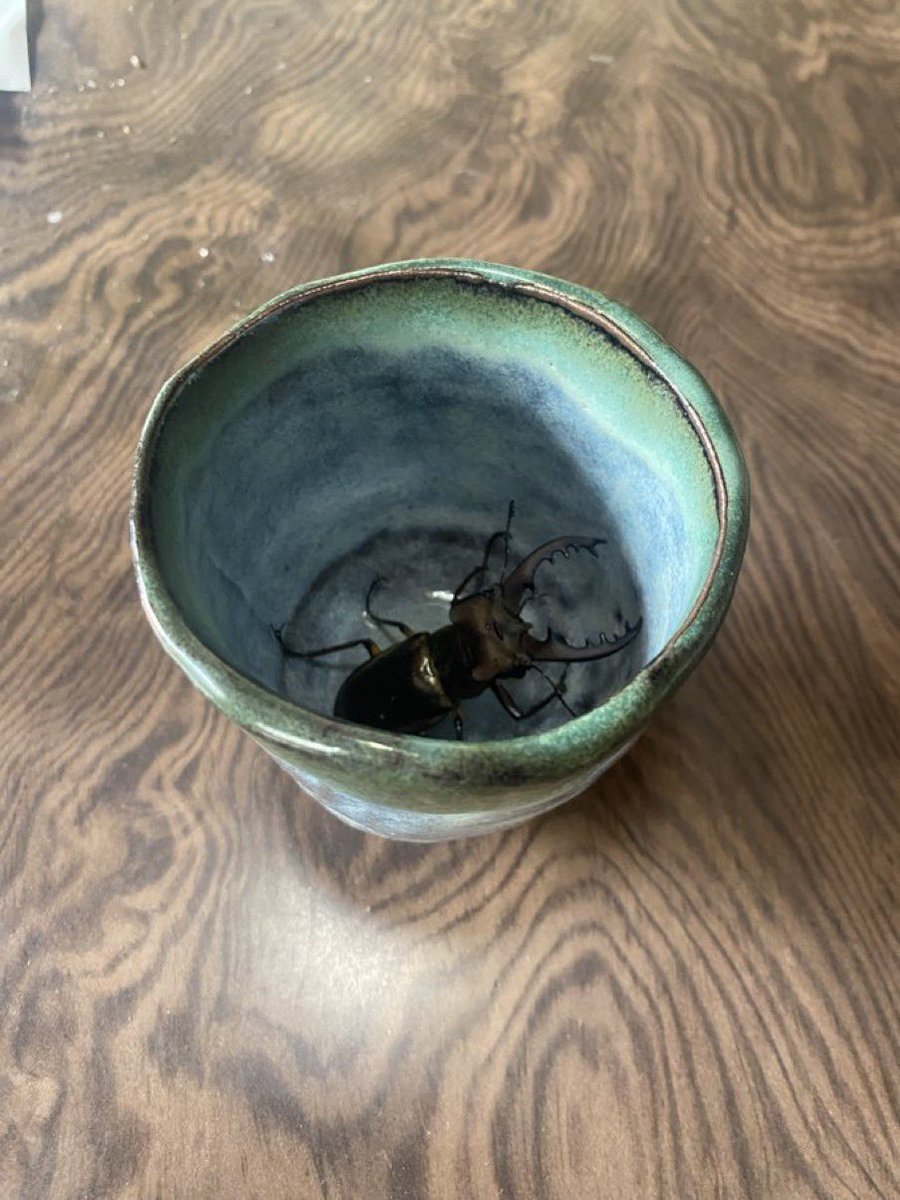 wadaino_taikai's tweet photo. 田舎あるある

リンゴジュース飲んだ後の湯呑み置いとくと確率でクワガタが入っている https://t.co/SHdV9GVWl1