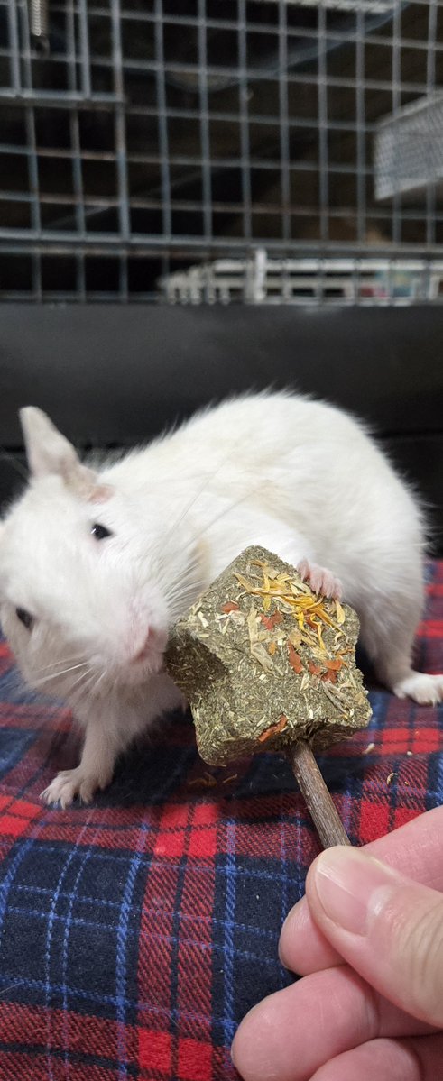ohaji35's tweet photo. どうしても写真撮りたい飼い主と、持ち帰りたい雪ちゃん🤣🤣 https://t.co/8svgXWa9PW