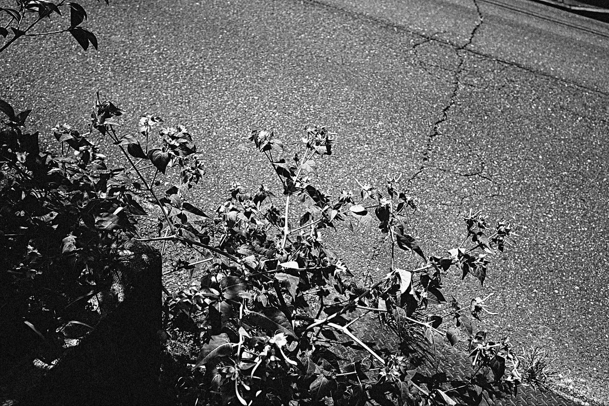 ykkga's tweet photo. #gr4monochrome https://t.co/E4ZBw0uhpN